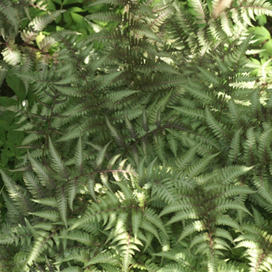 Japanse regenboogvaren - Athyrium niponicum var. pictum (metallicum) - Tuinplanten
