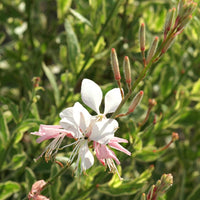 Prachtkaars Corrie's Gold - Gaura lindheimeri corrie's gold - Vaste planten