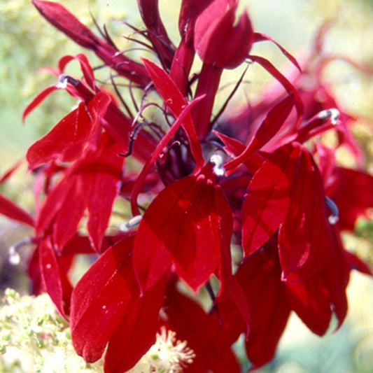 Lobelia 'Russian Princess' - Lobelia speciosa russian princess - Heesters en vaste planten