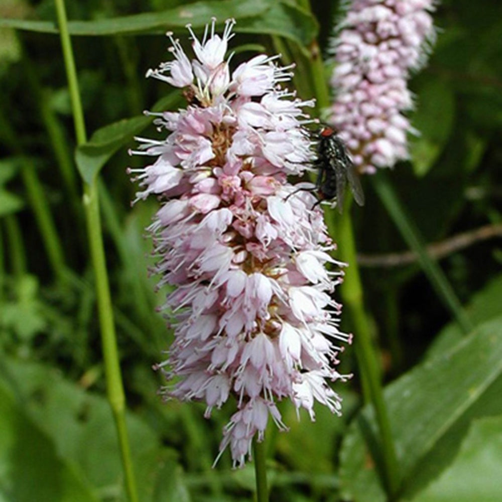 Duizendknoop 'Superba' - Persicaria bistorta superba - Heesters en vaste planten