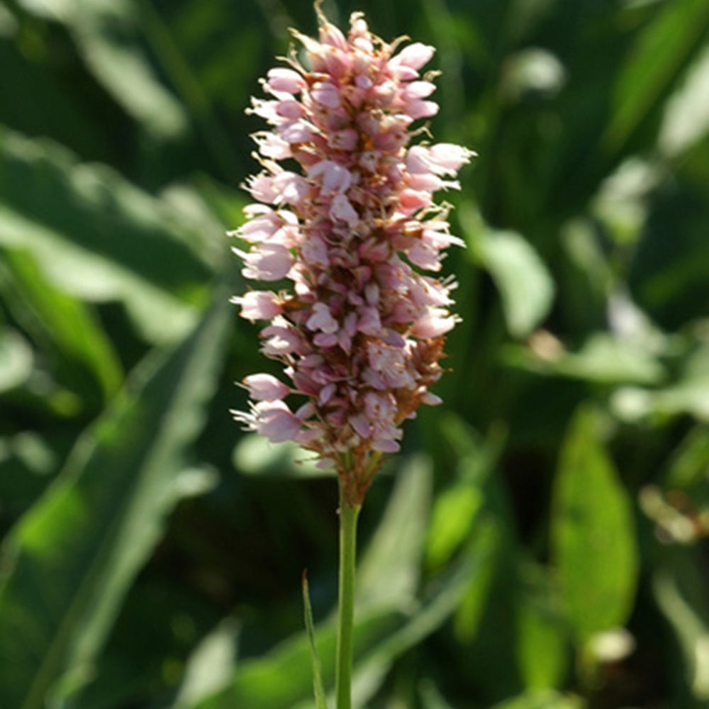 Duizendknoop 'Superba' - Persicaria bistorta superba - Vaste planten