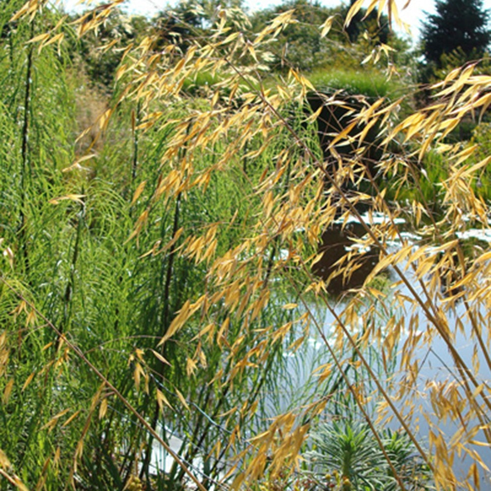 Stipa gigantea - Vedergras Avoine - Stipa
