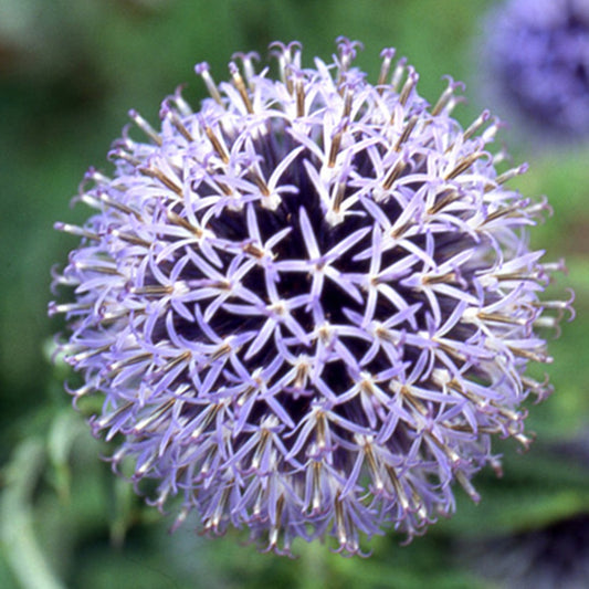 Kogeldistel 'Blue Globe' - Echinops bannaticus blue globe - Tuinplanten