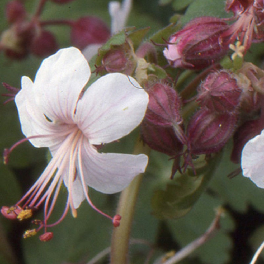 Ooievaarsbek Balkans Spessart - Geranium macrorrhizum spessart - Tuinplanten