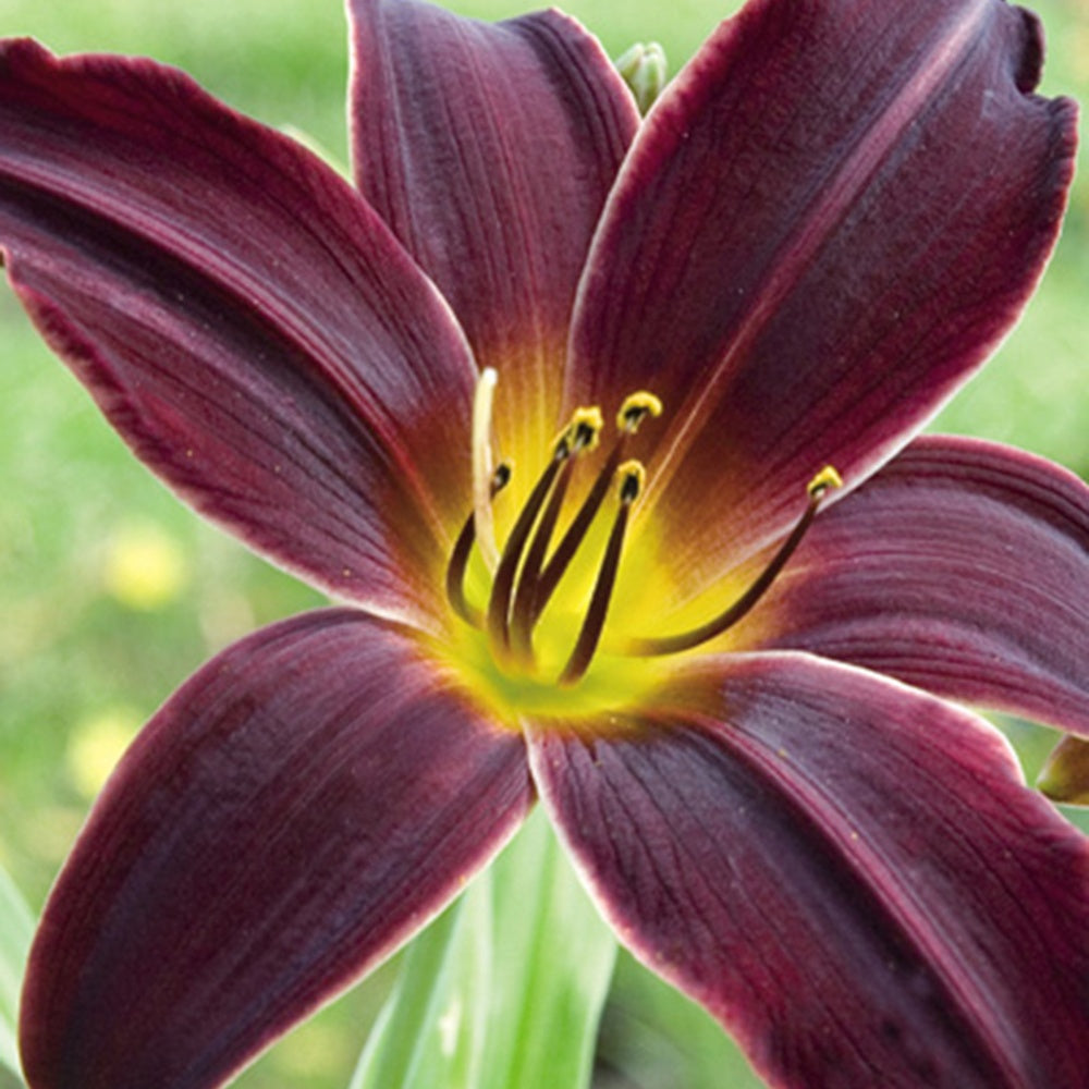 Hemerocallis american revolution - Daglelie American Revolution - Hemerocallis - Daglelie
