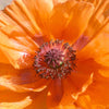 Oosterse klaproos 'Harvest Moon' - Papaver orientale harvest moon - Tuinplanten