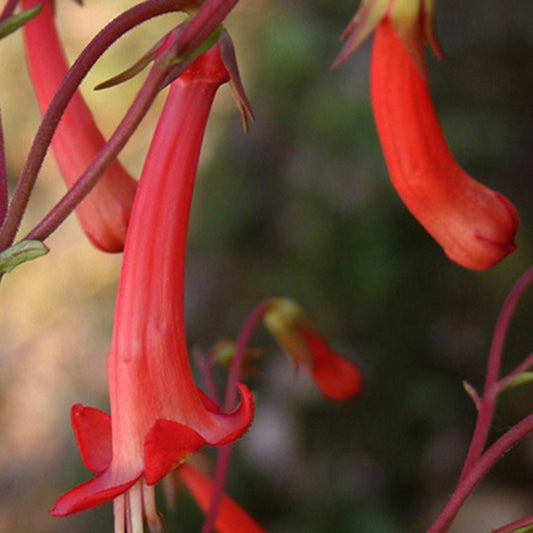 Kaapse Fuchsia - Bakker
