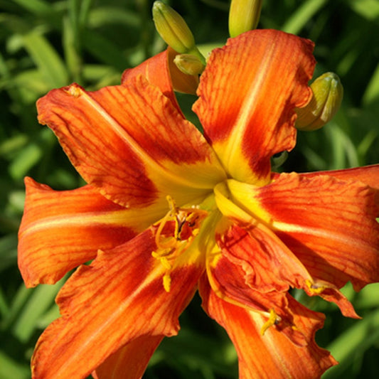 Gevulde Daglelie Flore Pleno - Bakker