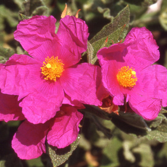 Cistusroos - Cistus pulverulentus - Tuinplanten