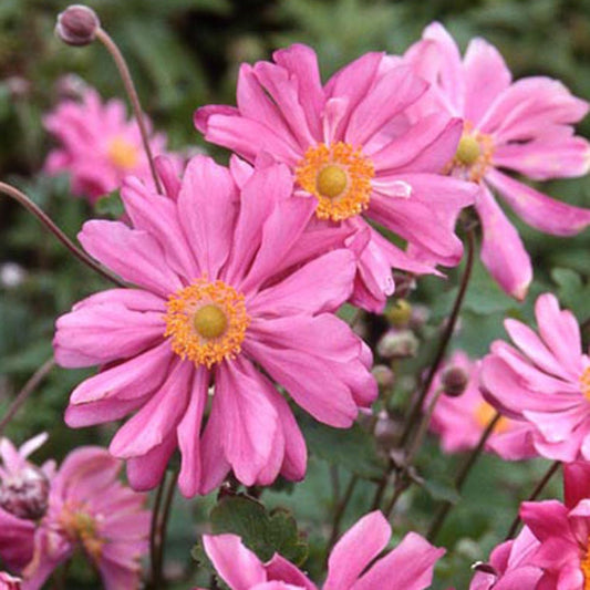Herfstanemoon 'Prinz Heinrich' - Bakker