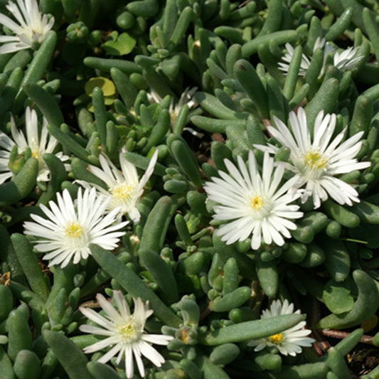 IJsbloem 'Graaf Reinet' - Bakker