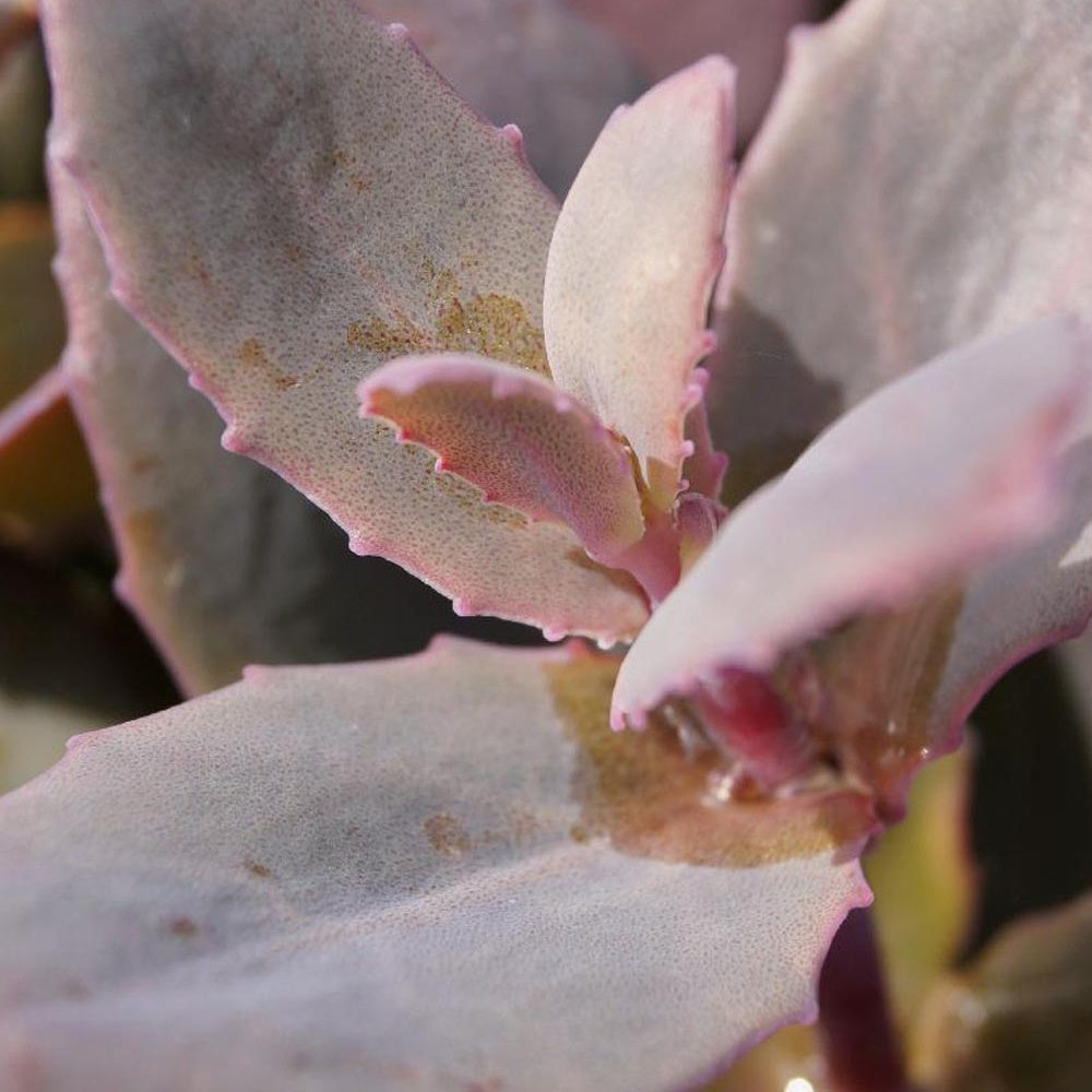 Sedum 'chocolate cherry' - Sedum 'Chocolate Cherry' / Vetkruid - Sedum - Vetkruid