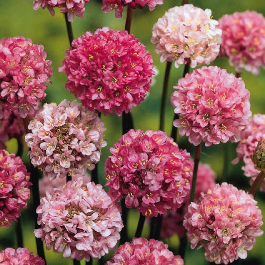 Engels gras 'Ballerina Lilac' - Armeria pseudarmeria 'ballerina lilac' - Tuinplanten