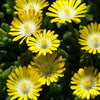 IJsbloem 'Jewel of Desert Peridott'® - Delosperma 'jewel of desert peridott' ® - Tuinplanten