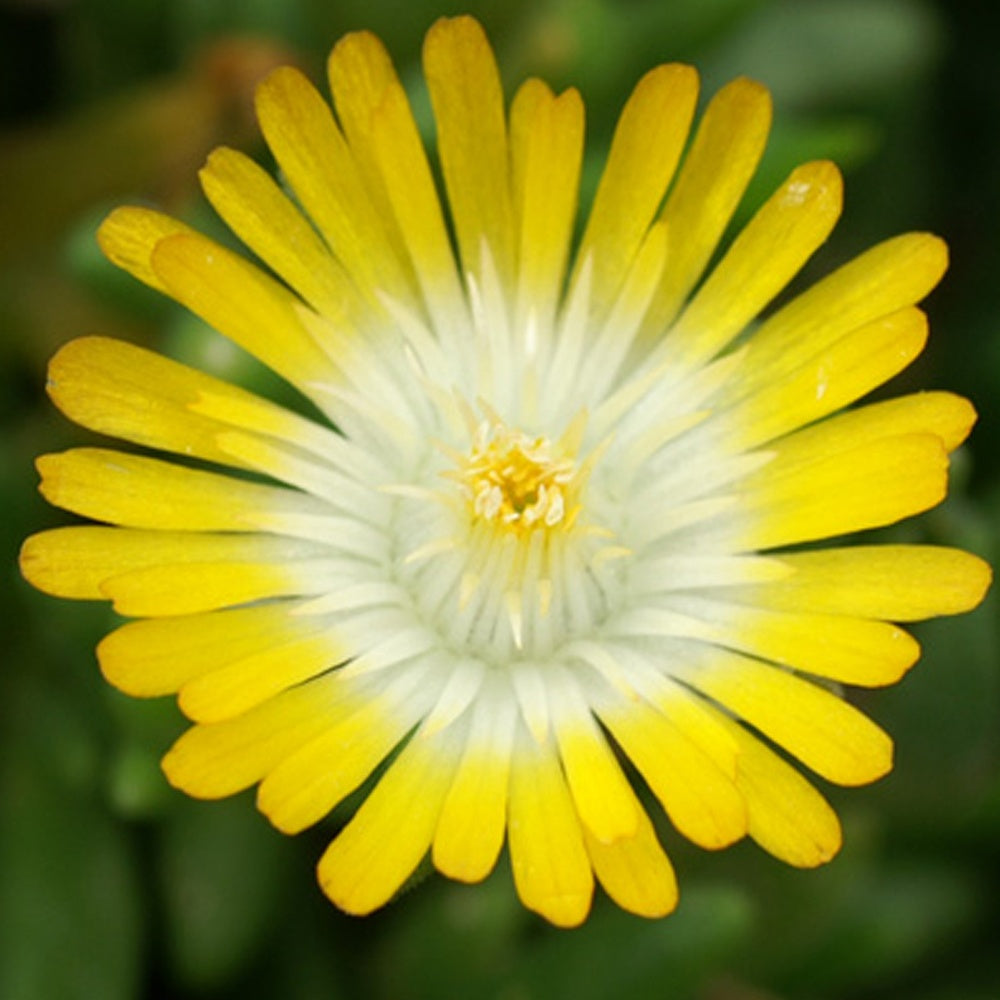 IJsbloem 'Jewel of Desert Peridott'® - Delosperma 'jewel of desert peridott' ® - Bakker