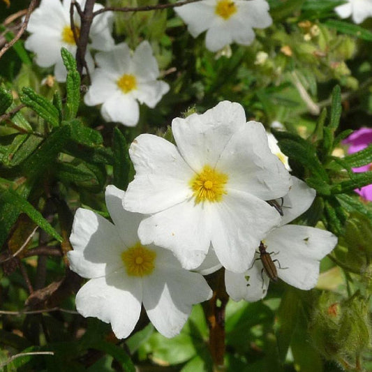 Witte rotsroos - Cistus monspeliensis - Heesters en vaste planten