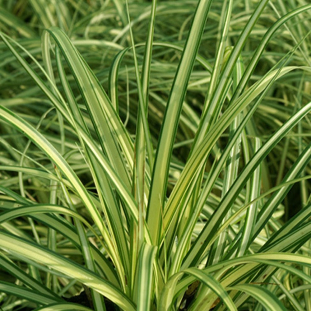 Carex oshimensis evergold - Zegge 'Evergold' - Zegge - Carex