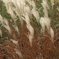 Prachtriet 'Adagio' - Miscanthus sinensis Adagio - Bakker