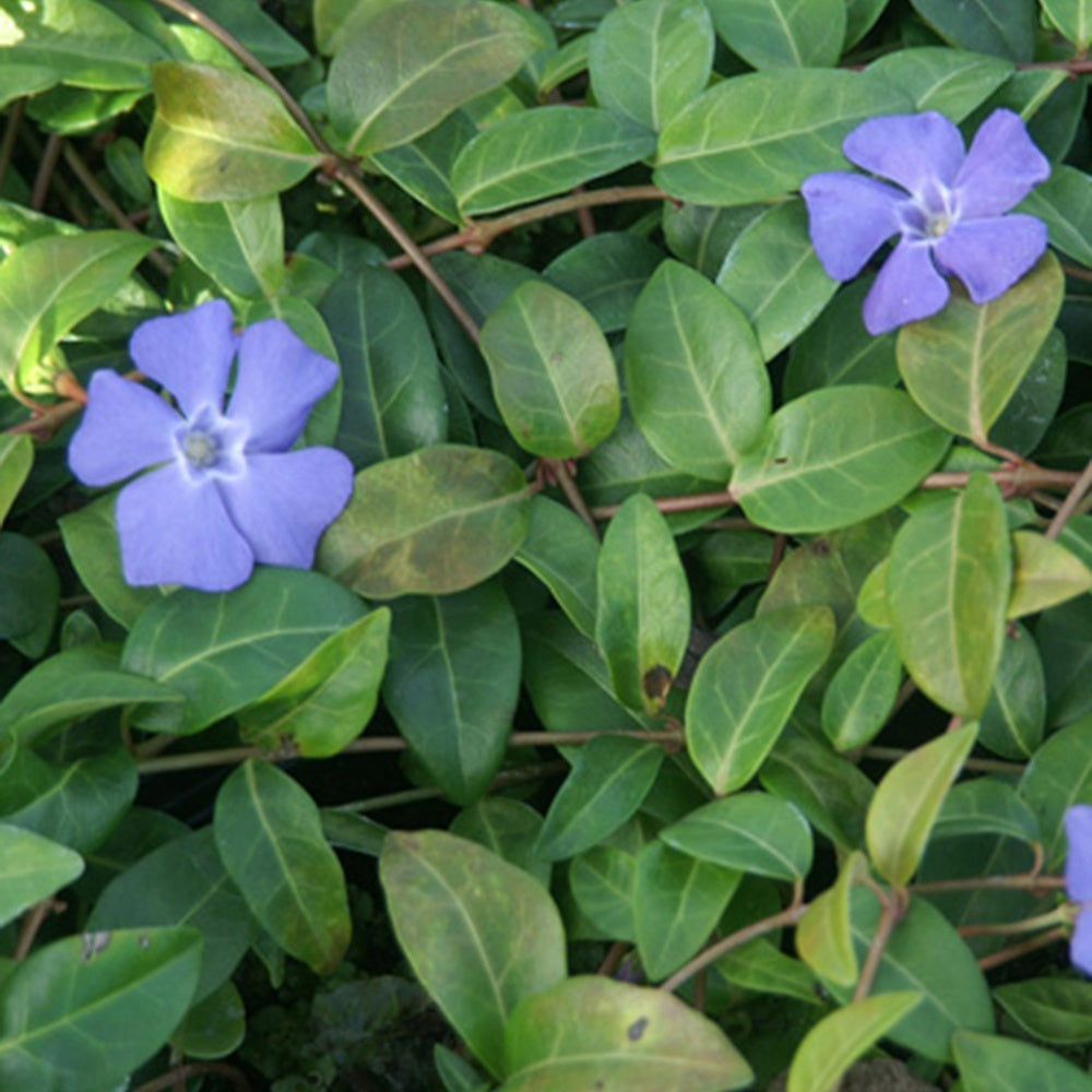 Vinca minor - Maagdenpalm - Bodembedekkers