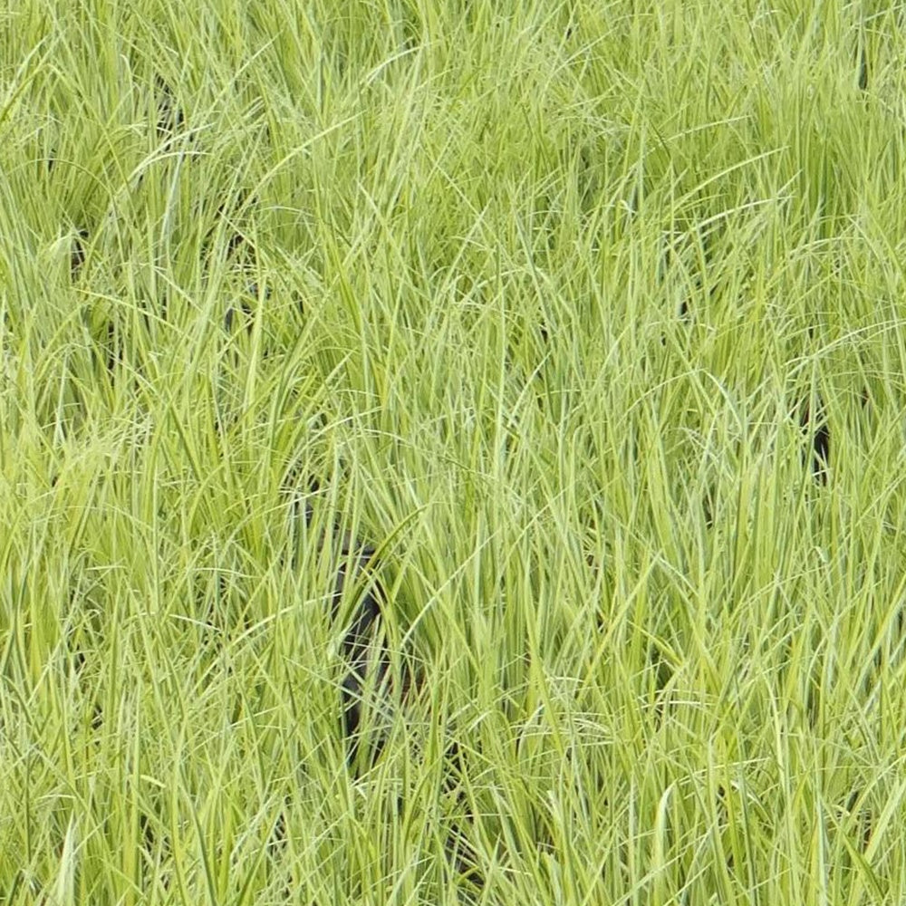 Dwergkalmoes 'Ogon' - Alle vijverplanten - Bakker