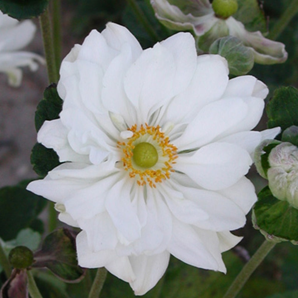 Anemoon 'Whirlwind' - Anemone hybrida whirlwind - Bakker