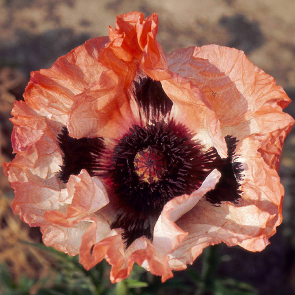 Oosterse klaproos 'Pictoree' - Bakker
