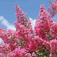 Indische sering - roze - Lagerstroemia indica - Heesters en vaste planten