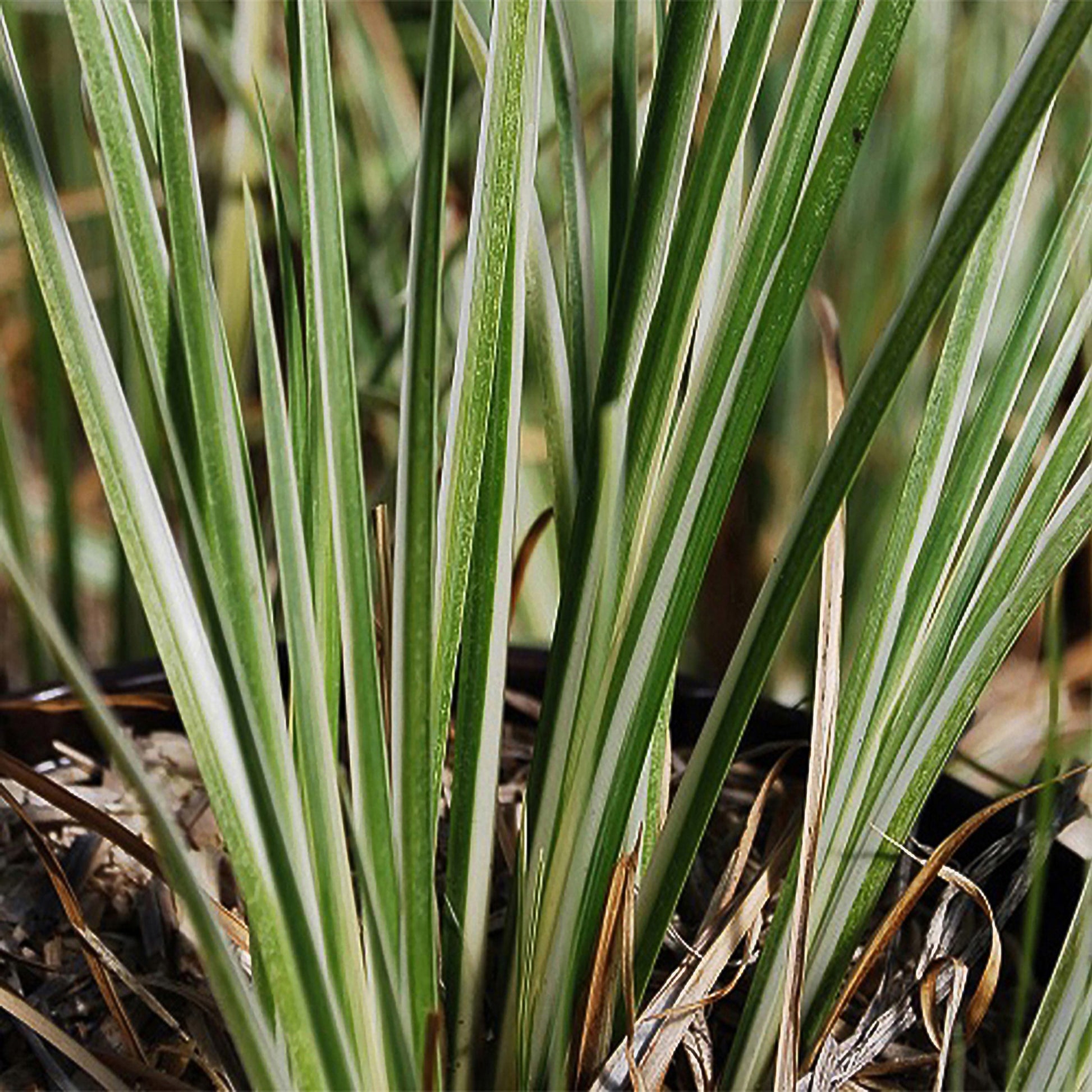 Japanse kalmoes 'Hakuro-Nishiki' - Acorus gramineus hakuro-nishiki - Bakker