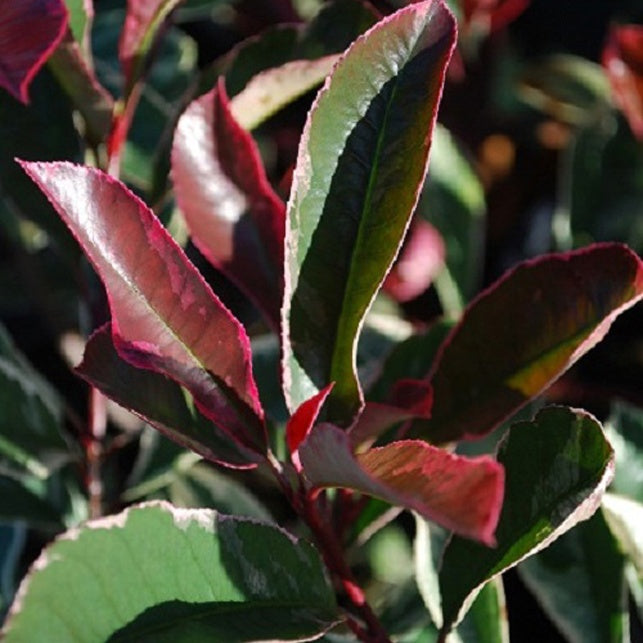Photinia fraseri Pink Marble - Glansmispel 'Pink Marble' - Photinia
