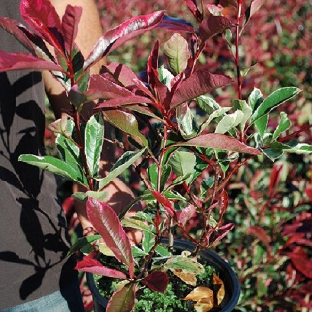 Glansmispel 'Pink Marble' - Photinia fraseri Pink Marble - Bakker