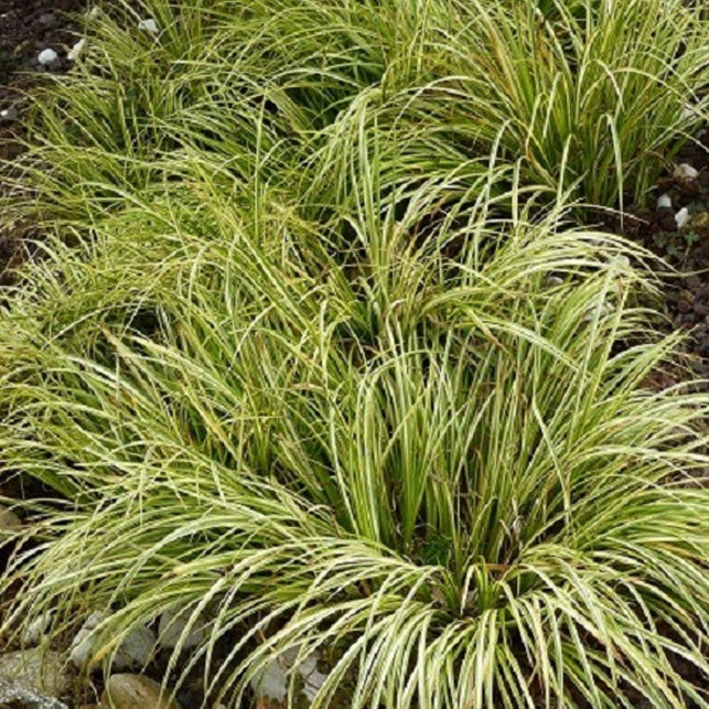 Dwergkalmoes 'Ogon' - Acorus gramineus ogon - Bakker