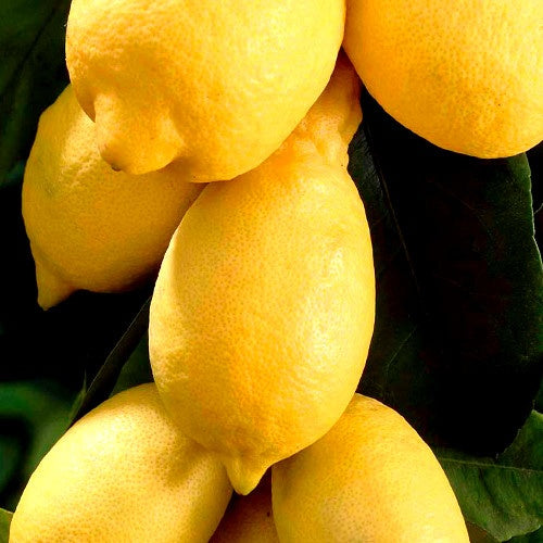 Citroenboom - Citrus limon - Fruit