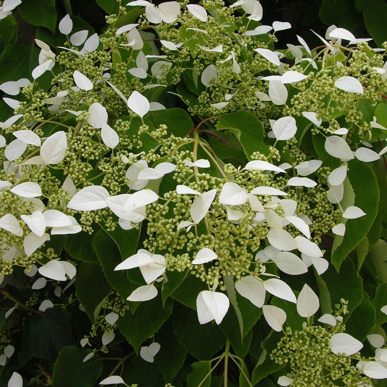 Verkoop Valse klimhortensia - Klimplanten