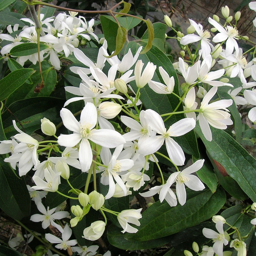 Clematis armandii - Bosrank 'Armandii' - Clematis