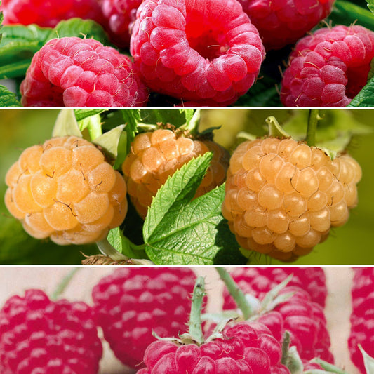 Framboos Collectie: Marastar, Fallgold, Sumo (x12) - Rubus idaeus marastar ®, sumo 2, fallgold - Fruit