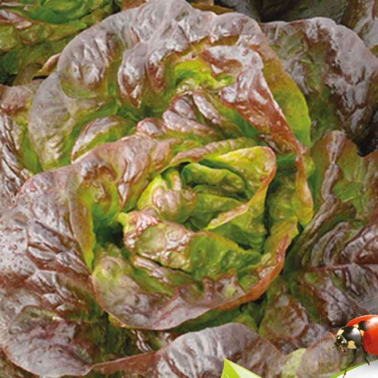 Kropsla 'Roxy' - BIO - Bakker