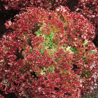 Pluksla Lollo Rossa Bio - Bakker