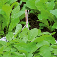 Rucola Pronto - Eruca sativa pronto - Moestuin