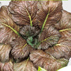 Bladkool 'Red Giant' - BIO - Brassica juncea integrifolia red giant - Moestuin