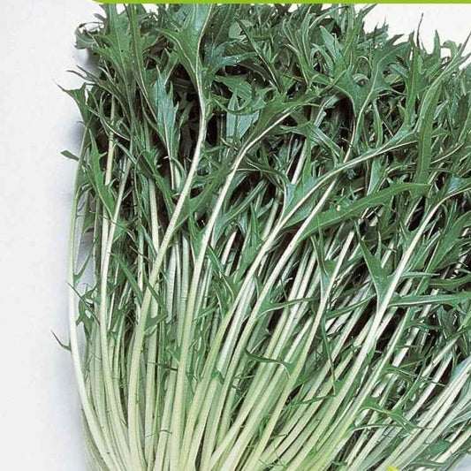 Raapsteel 'Mizuna' - BIO - Brassica rapa japonica mizuna - Moestuin