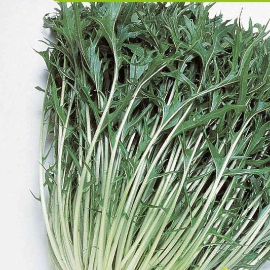Raapsteel 'Mizuna' - BIO - Bakker