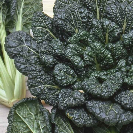 Tatsoi - BIO - Bakker