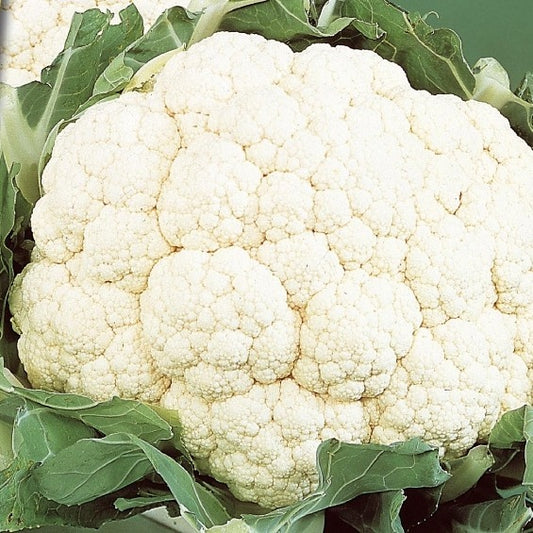 Bloemkool Alpha Fortados - Bakker