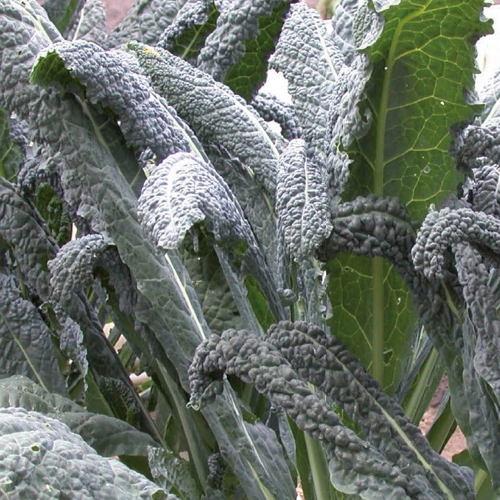 Palmboerenkool Nero di Toscana Bio - Brassica oleracea Nero di Toscana - Bakker