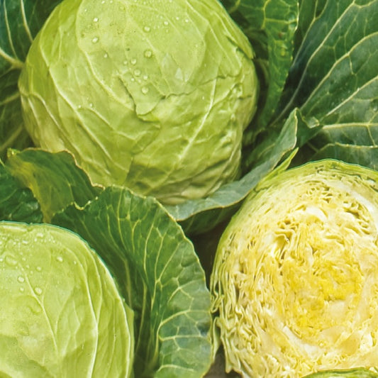 Witte kool Roem van Enkhuizen Bio - Brassica oleracea  capitata roem van enkhuizen 3 - Moestuin