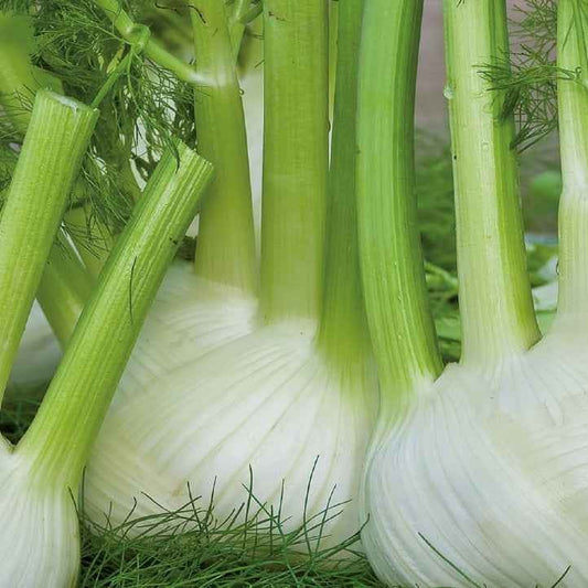 Venkel 'Miller' - BIO - Bakker