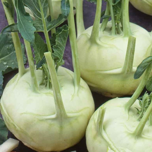 Koolrabi 'Lanro' - BIO - Bakker