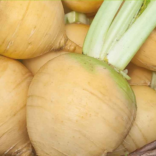 Raap 'Goldana' - BIO - Bakker