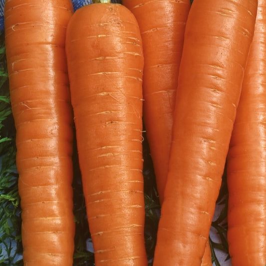 Wortel Resistafly F (Tozresis) - Daucus carota resistafly f1 - Moestuin