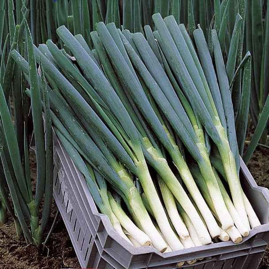 Grof bieslook 'Ishikura Long White' - Allium fistulosum ishikura long white - Moestuin